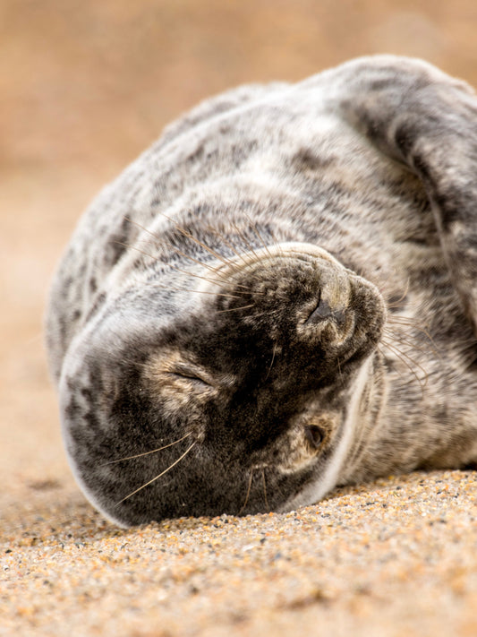 Grey Seal Pup 11
