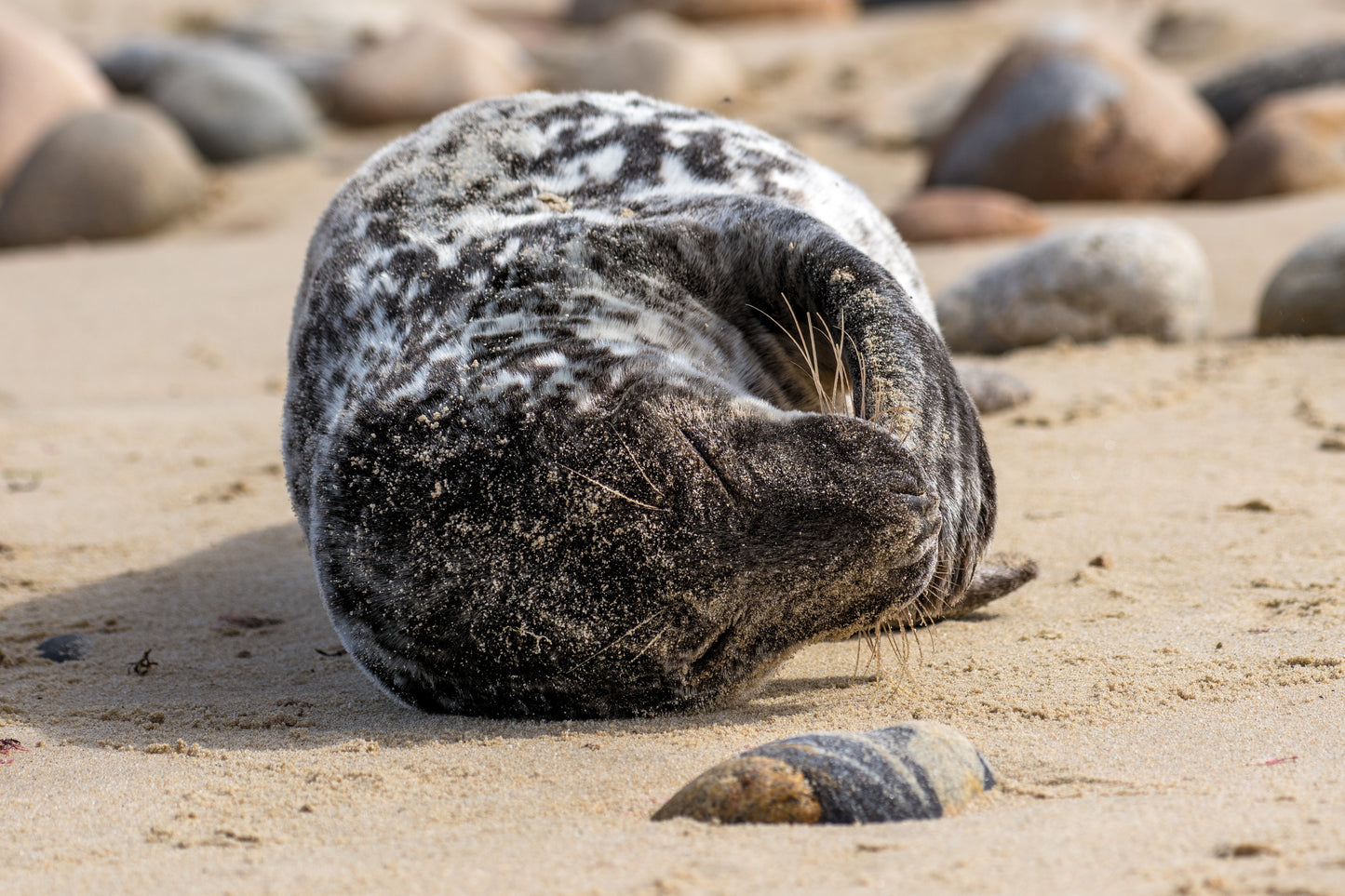 Grey Seal Pup 12