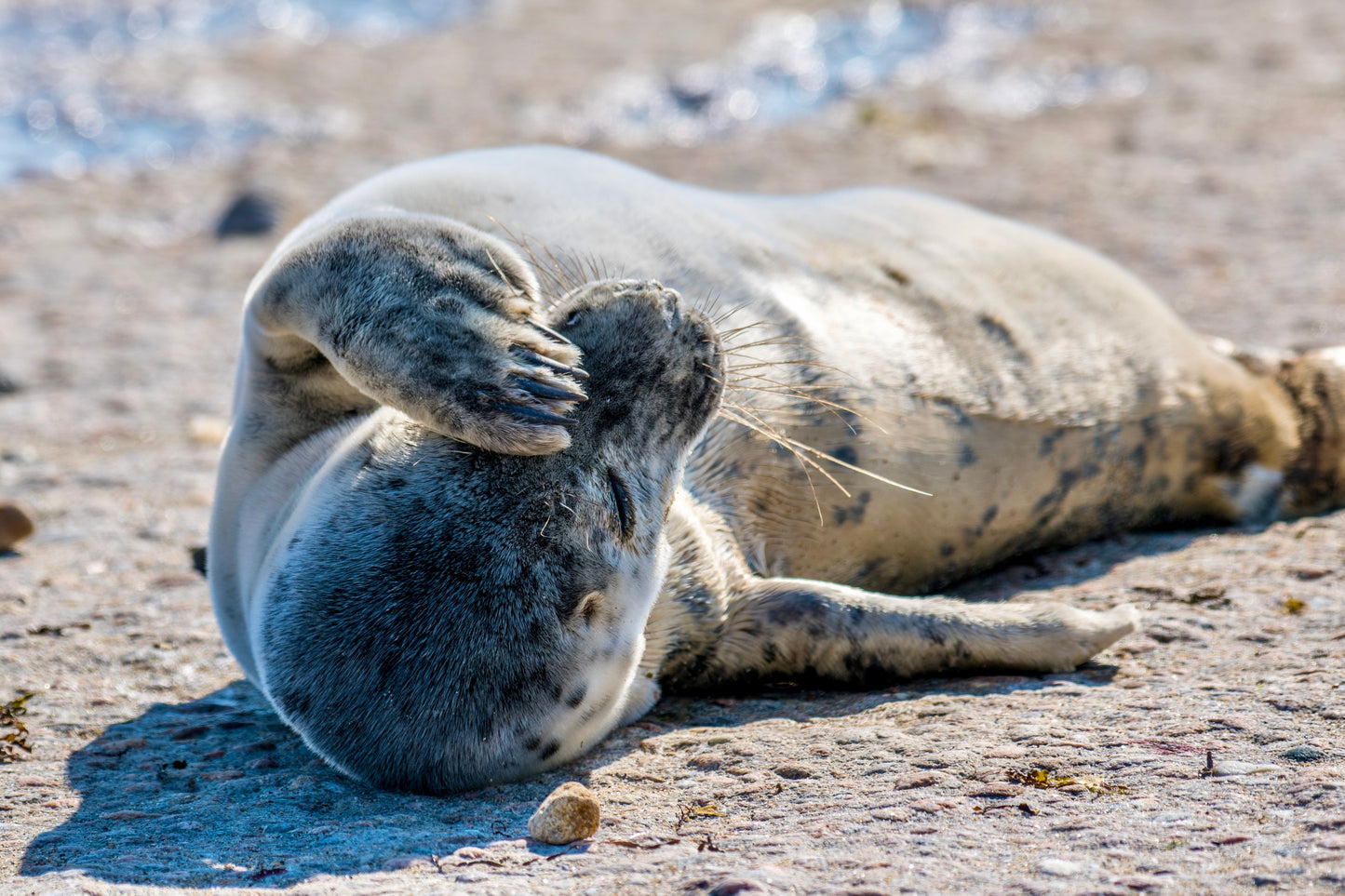 Grey Seal Pup 13