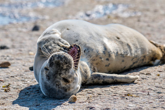 Grey Seal Pup 14