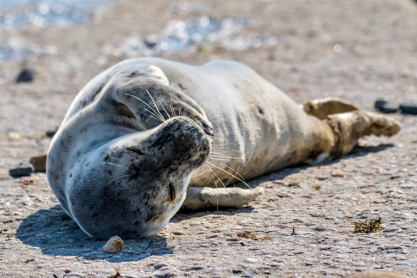 Grey Seal Pup 15