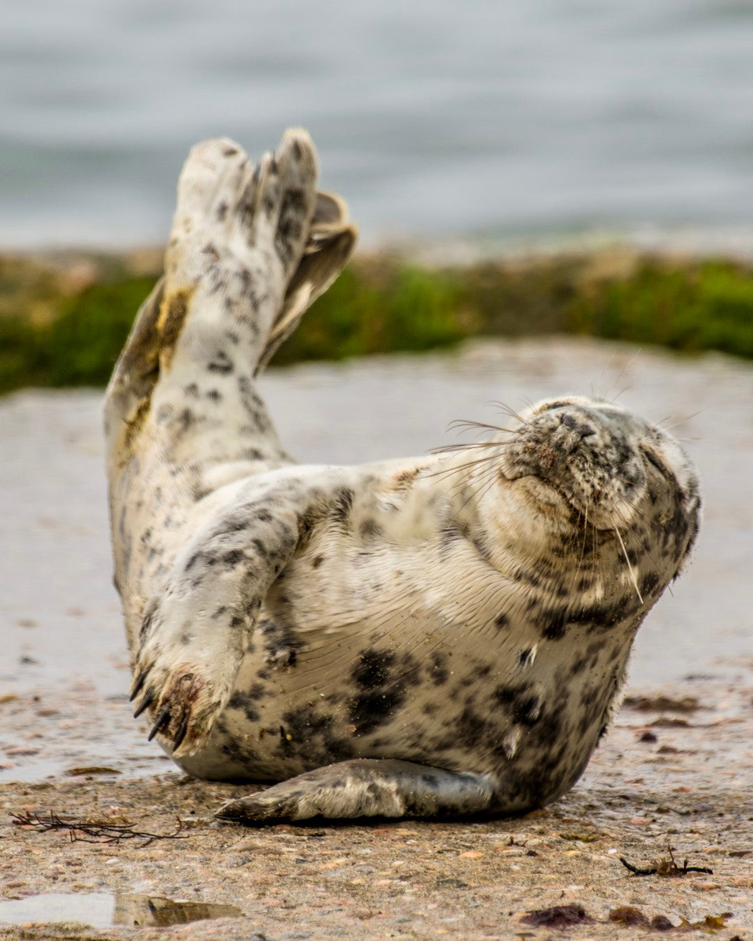 Grey Seal Pup 17