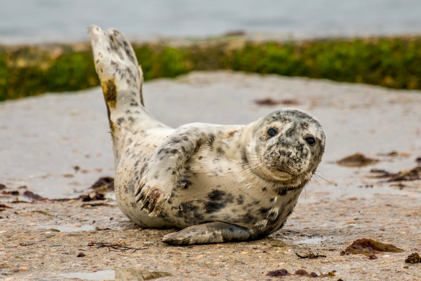 Grey Seal Pup 18