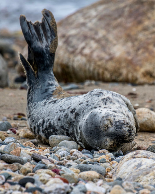 Grey Seal Pup 19