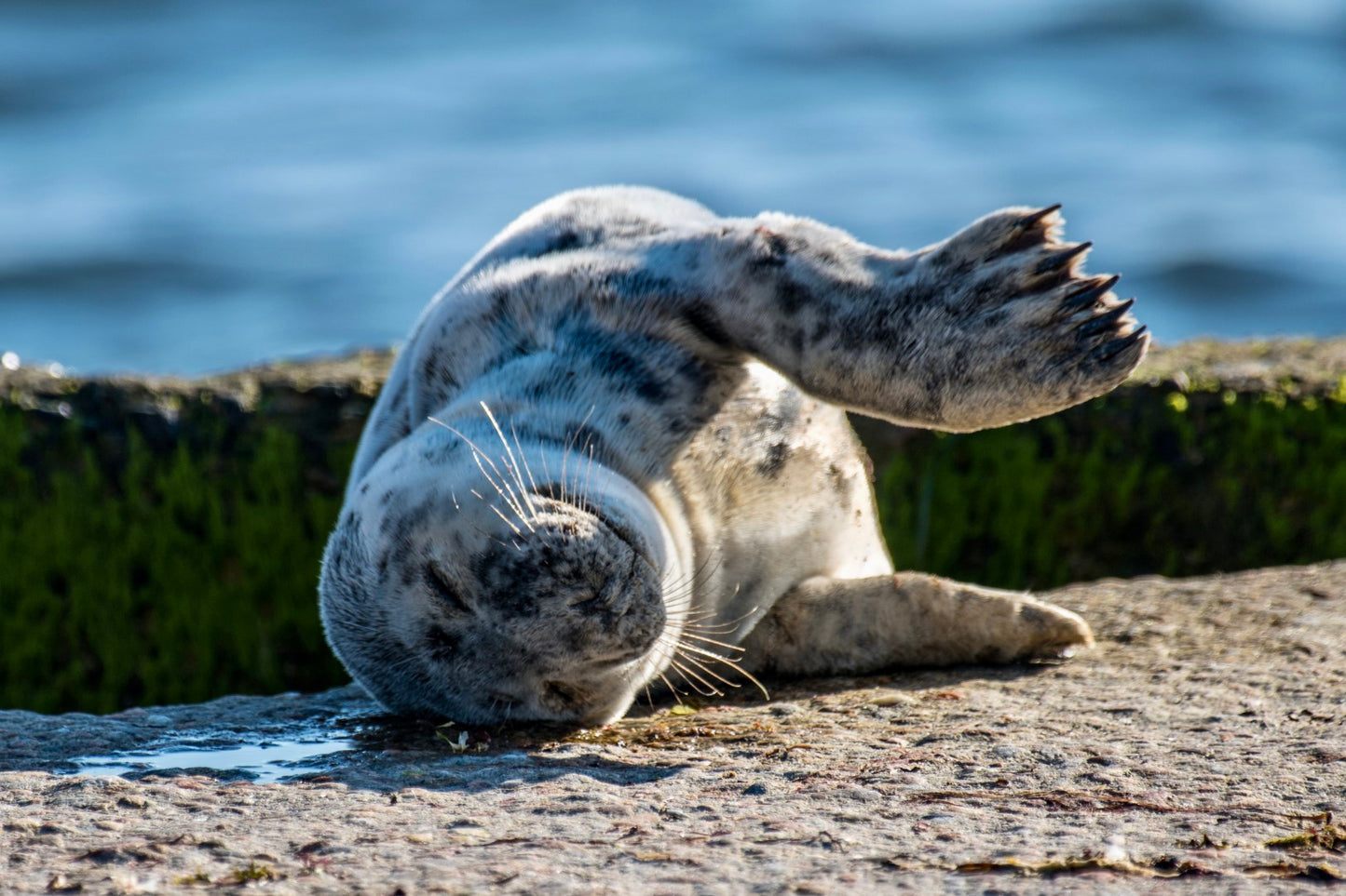 Grey Seal Pup 21