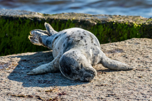 Grey Seal Pup 22