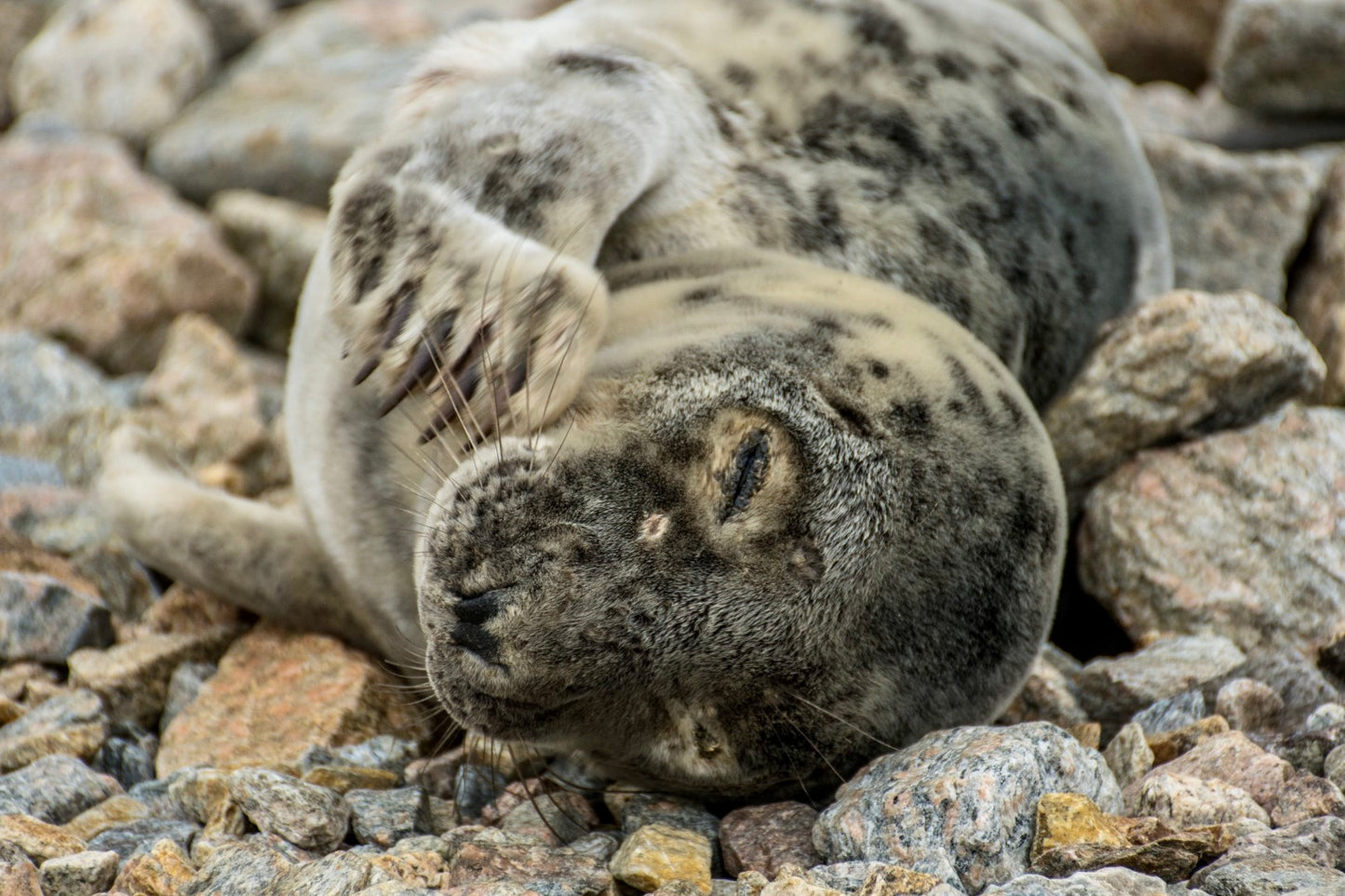 Grey Seal Pup 23