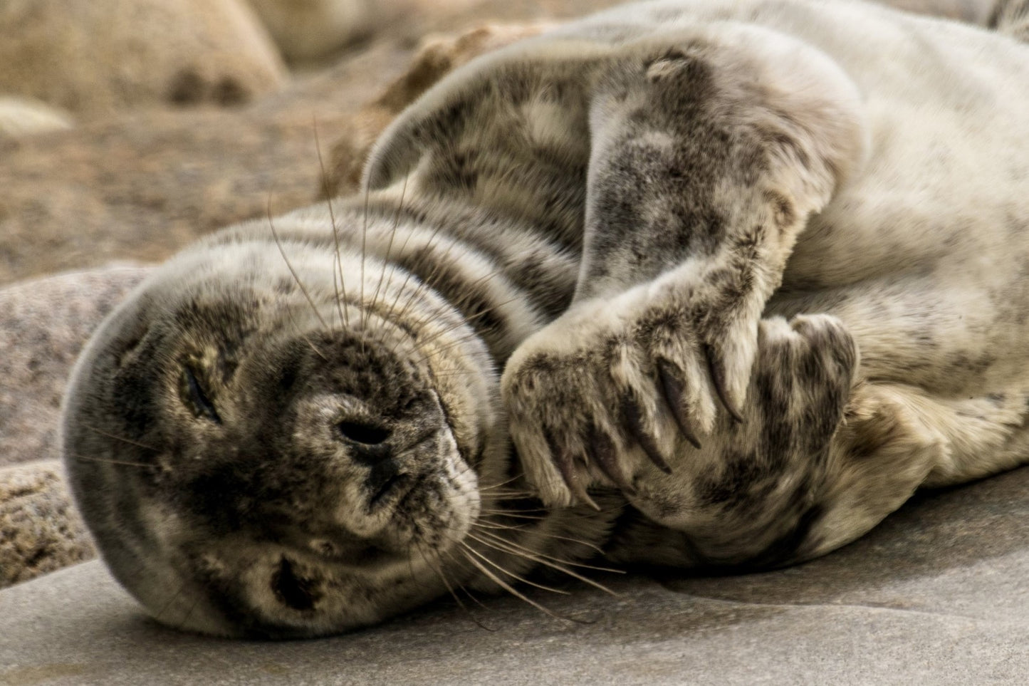 Grey Seal Pup 25