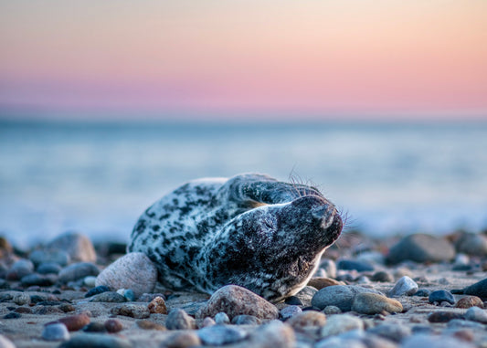 Grey Seal Pup 26