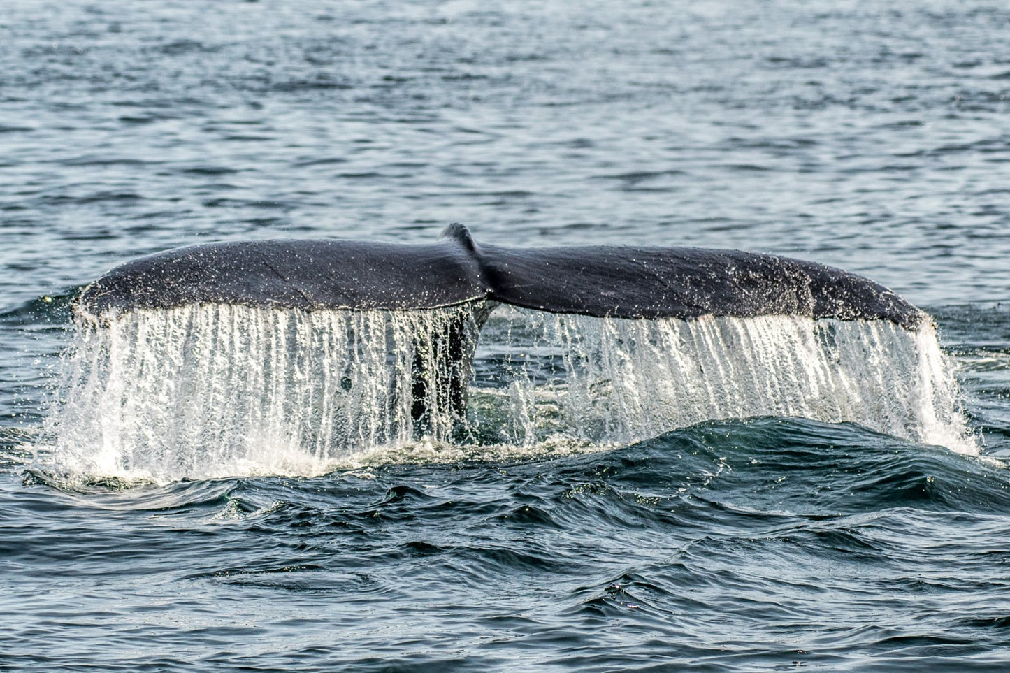 Humpback Tail 3