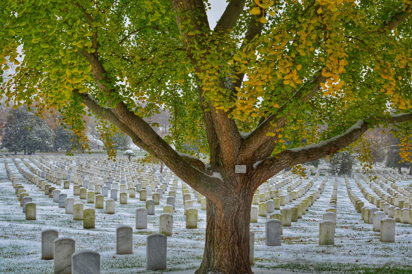 Arlington Cemetery Fall Snowstorm 4