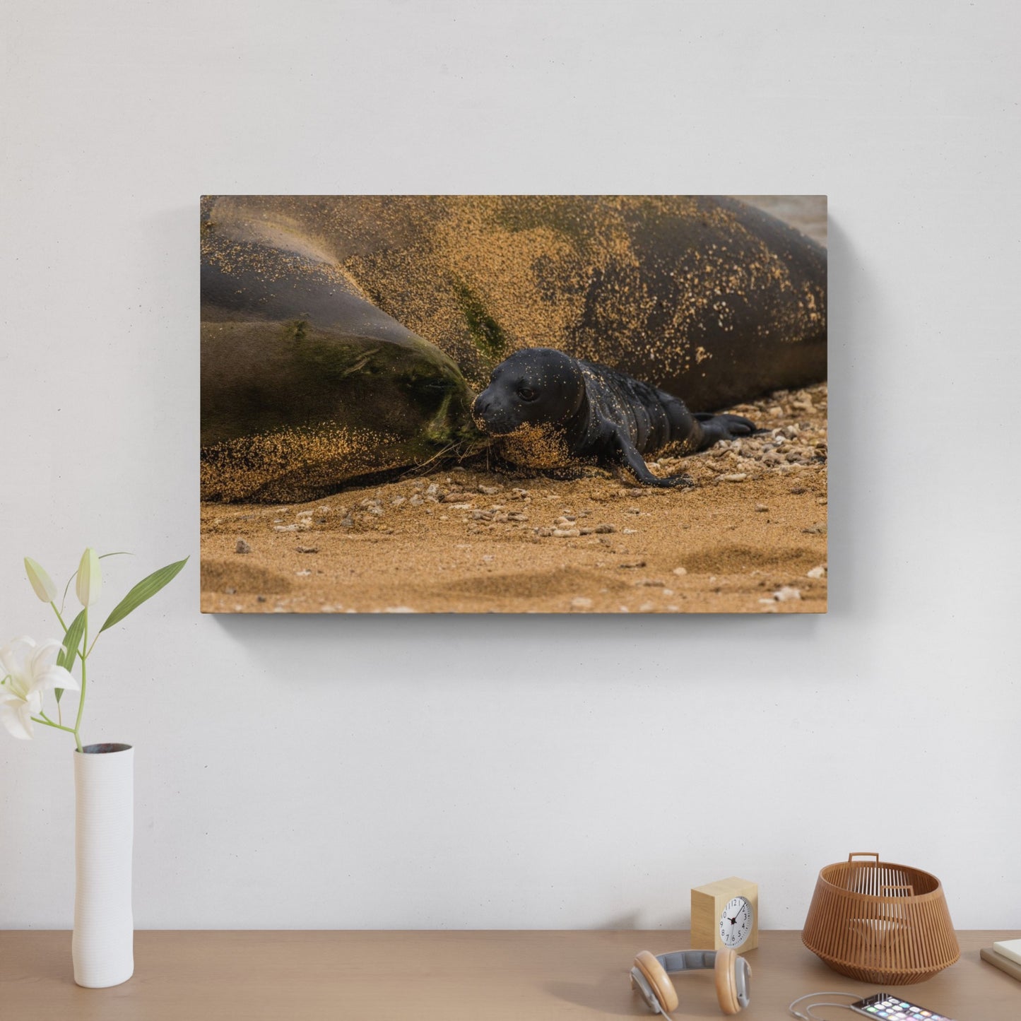 Monk Seal Pup 1