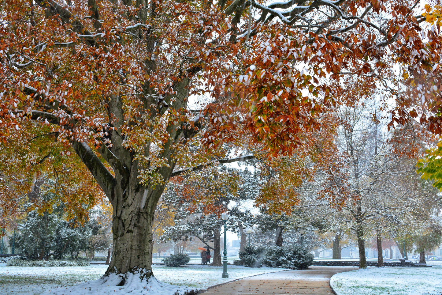 DC Fall Snowstorm 2