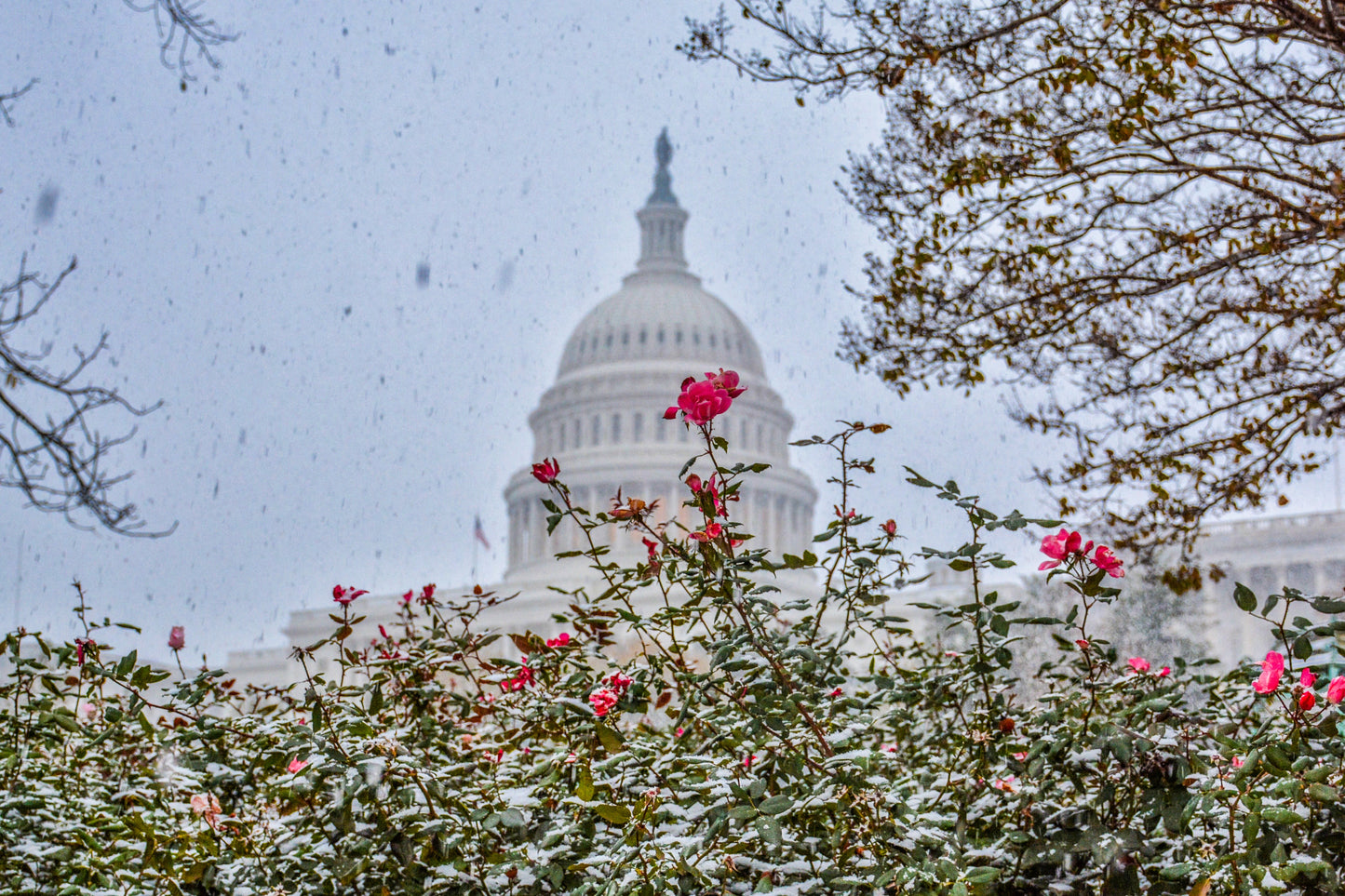 DC Fall Snowstorm 4