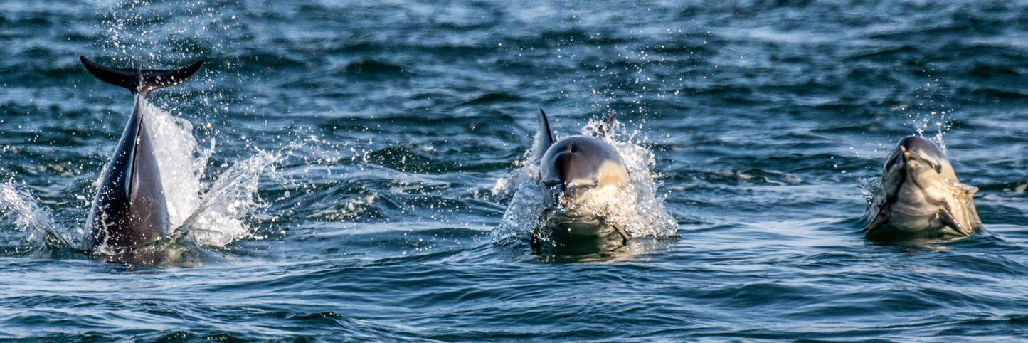 North Atlantic White-Sided Dolphins Pano