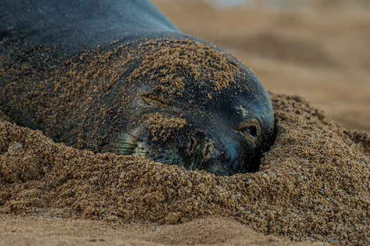 Monk Seal 3