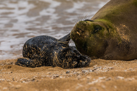 Monk Seal Pup 2