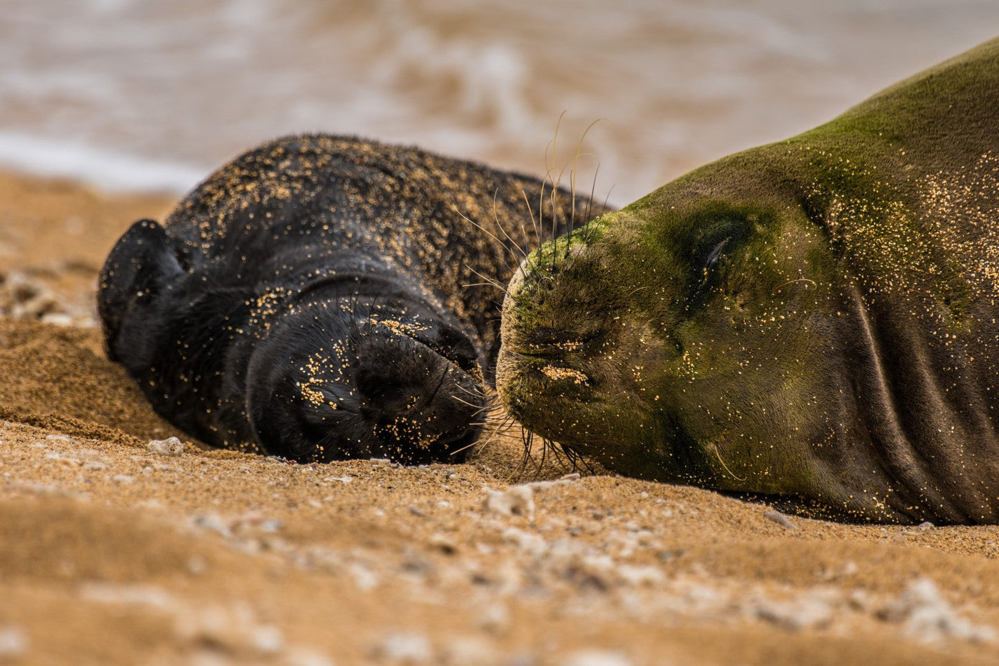 Monk Seal Pup 3