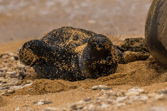 Monk Seal Pup 4