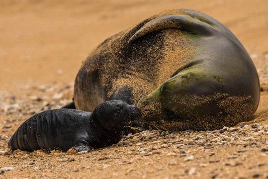 Monk Seal Pup 5