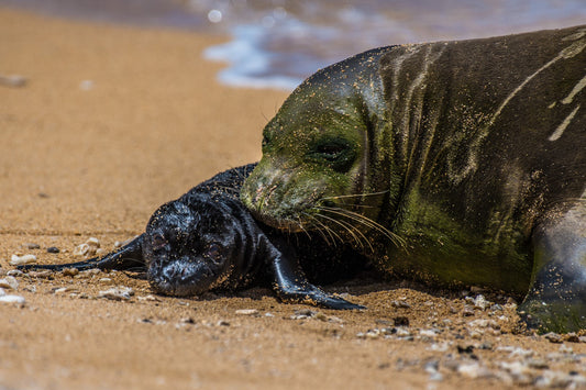 Monk Seal Pup 6