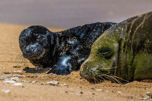 Monk Seal Pup 7