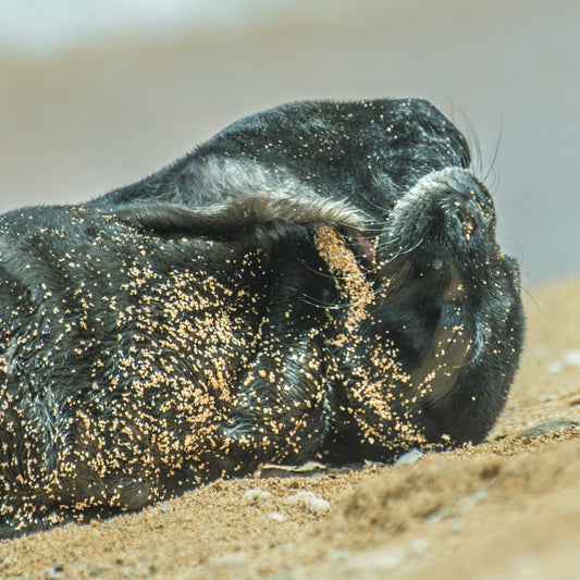 Monk Seal Pup 8