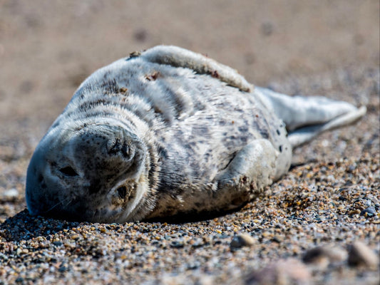 Grey Seal Pup 1