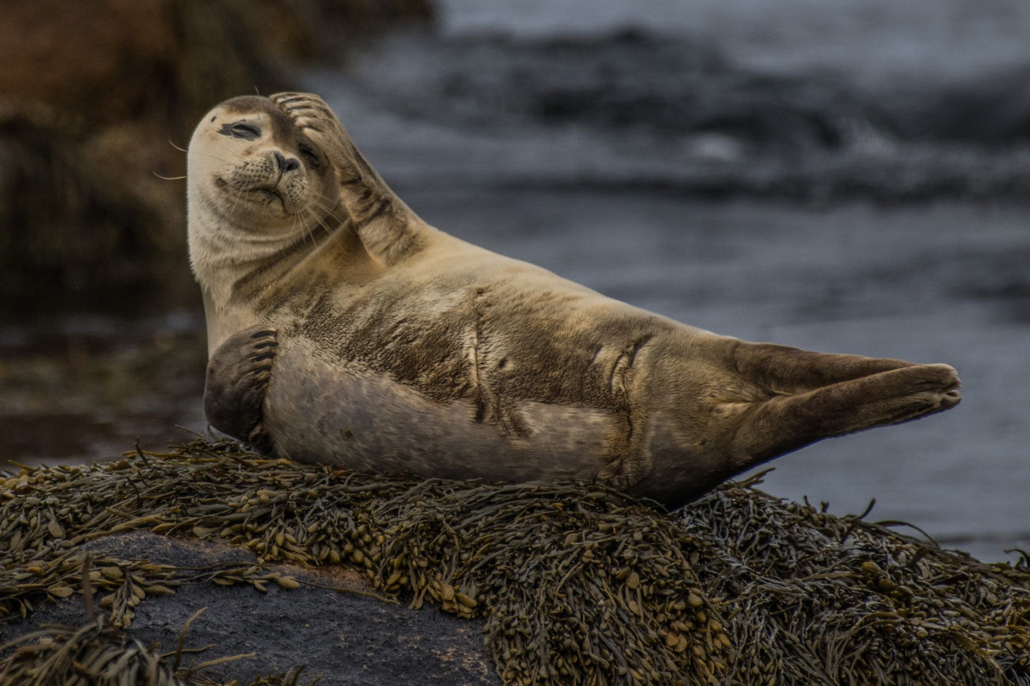 Seal 2