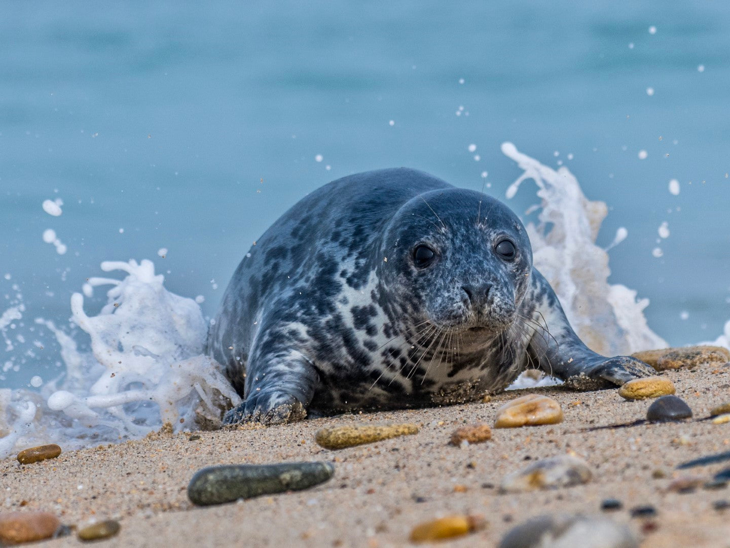 Seal 3