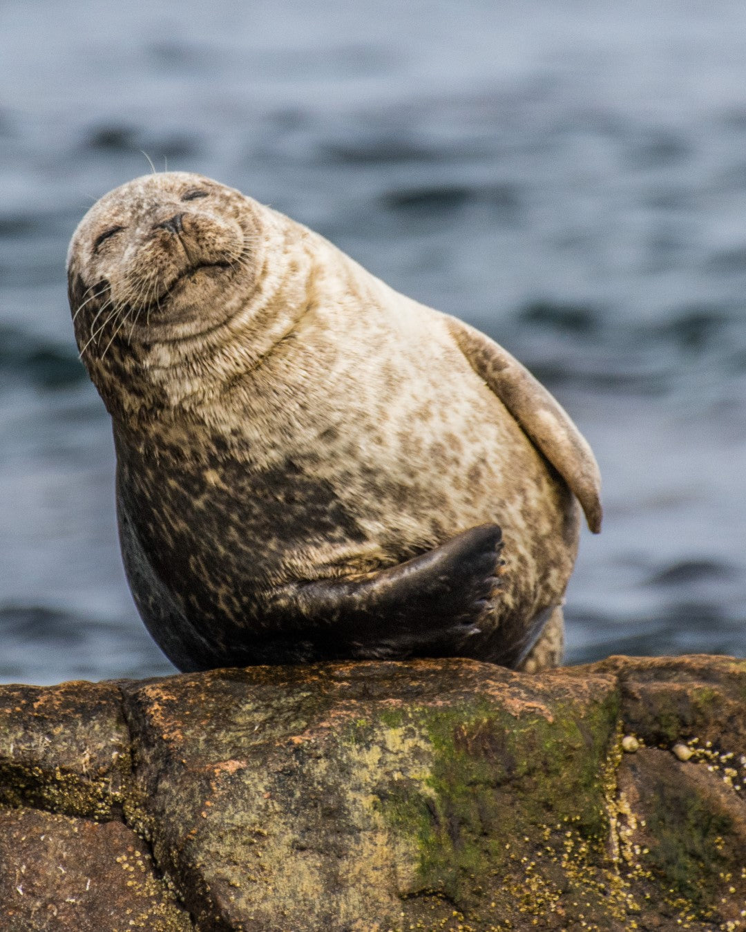 Seal 7