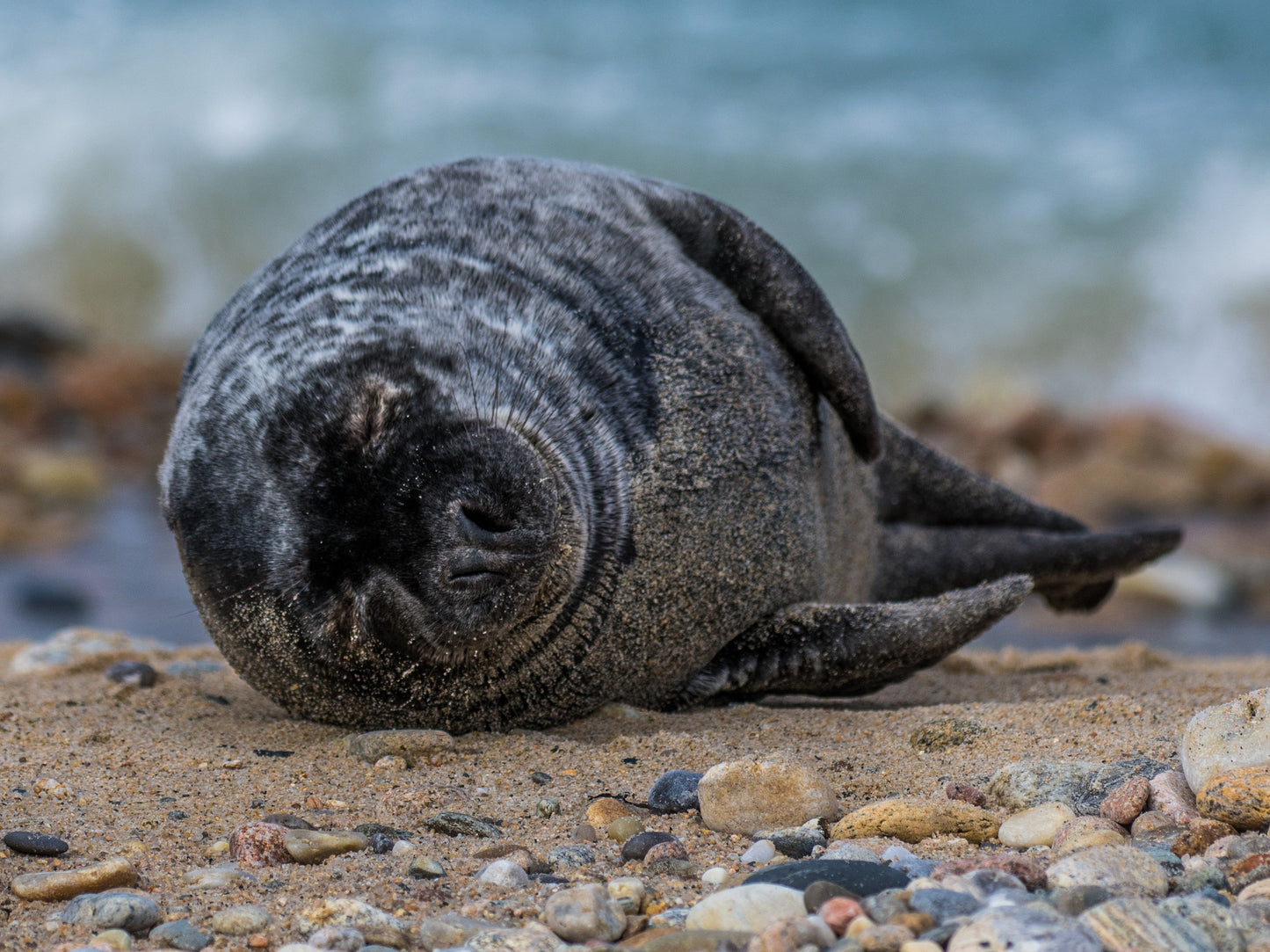 Grey Seal Pup 3