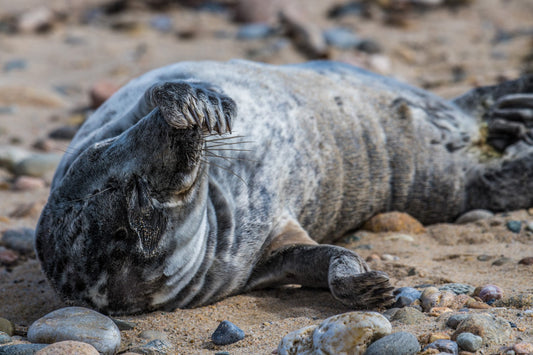 Grey Seal Pup 6