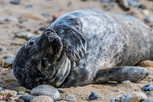 Grey Seal Pup 8