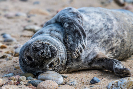 Grey Seal Pup 9